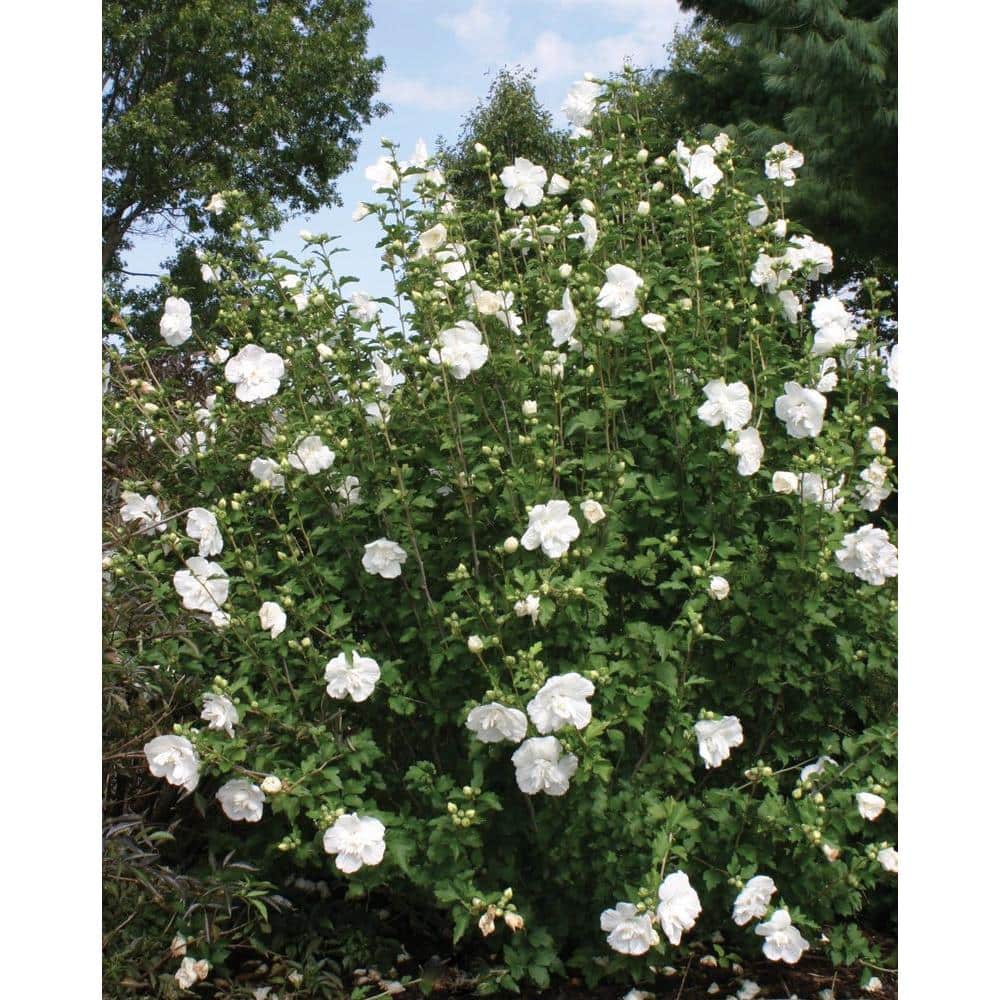 4.5 in. qt. White Chiffon Rose of Sharon (Hibiscus) Live Shrub, White Flowers - Hercitys