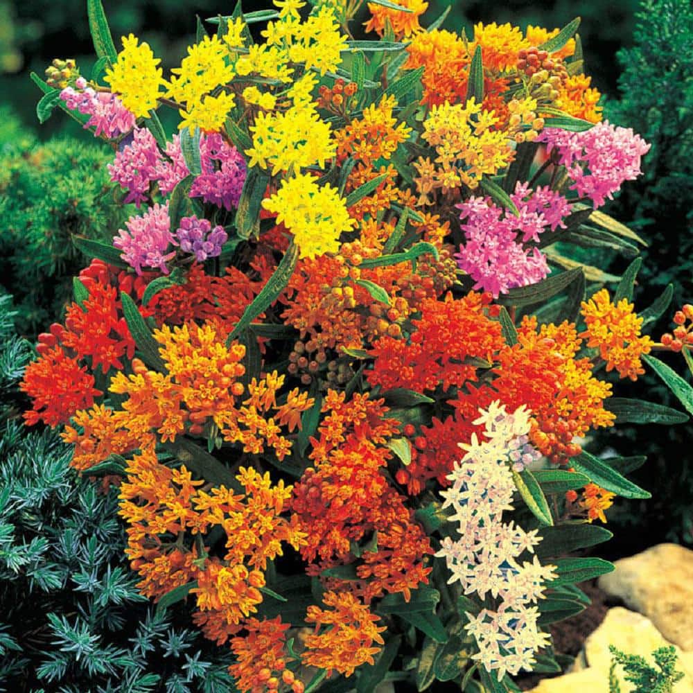 2.5 qt. Asclepias Butterfly Weed Plant Red Flower in Grower’s Pot (2-Packs) - Hercitys