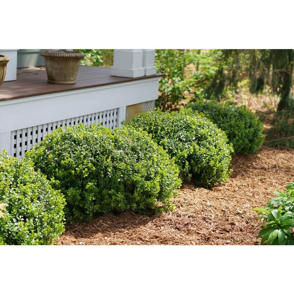 1 Gal. Sprinter Boxwood (Buxus) Live Evergreen Shrub, Green Foliage - Hercitys
