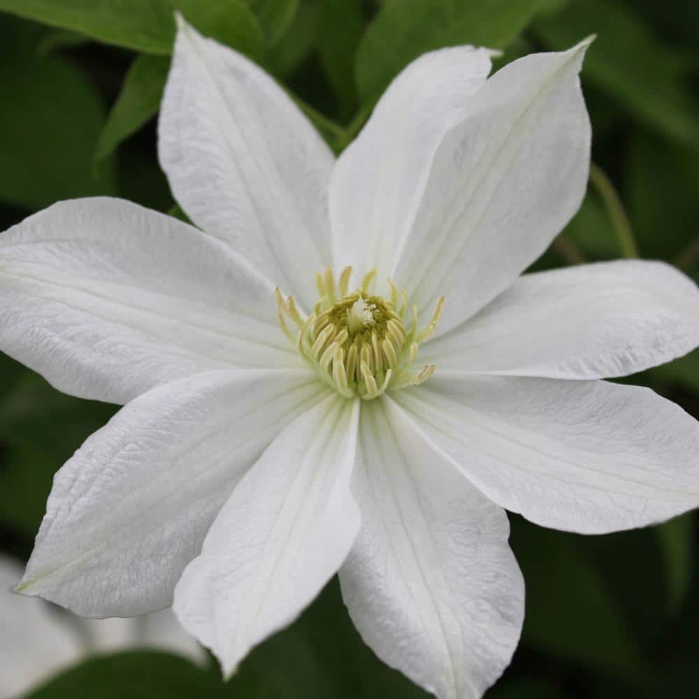 2.5 Qt. Pot, Erik Ruuth Clematis Vine, Live Potted Perennial Plant (1-Pack) - Hercitys