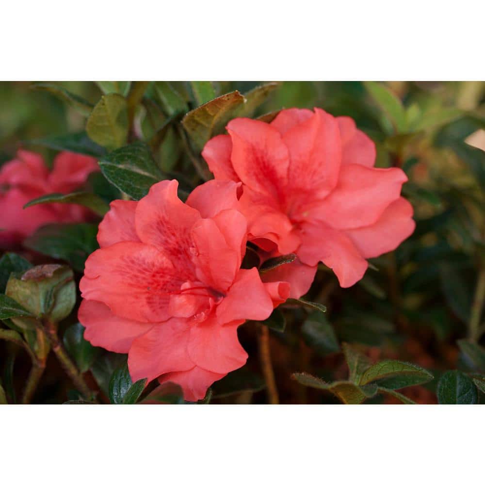 1 Gal. Autumn Princess Shrub with Salmon-Pink Reblooming Flowers - Hercitys