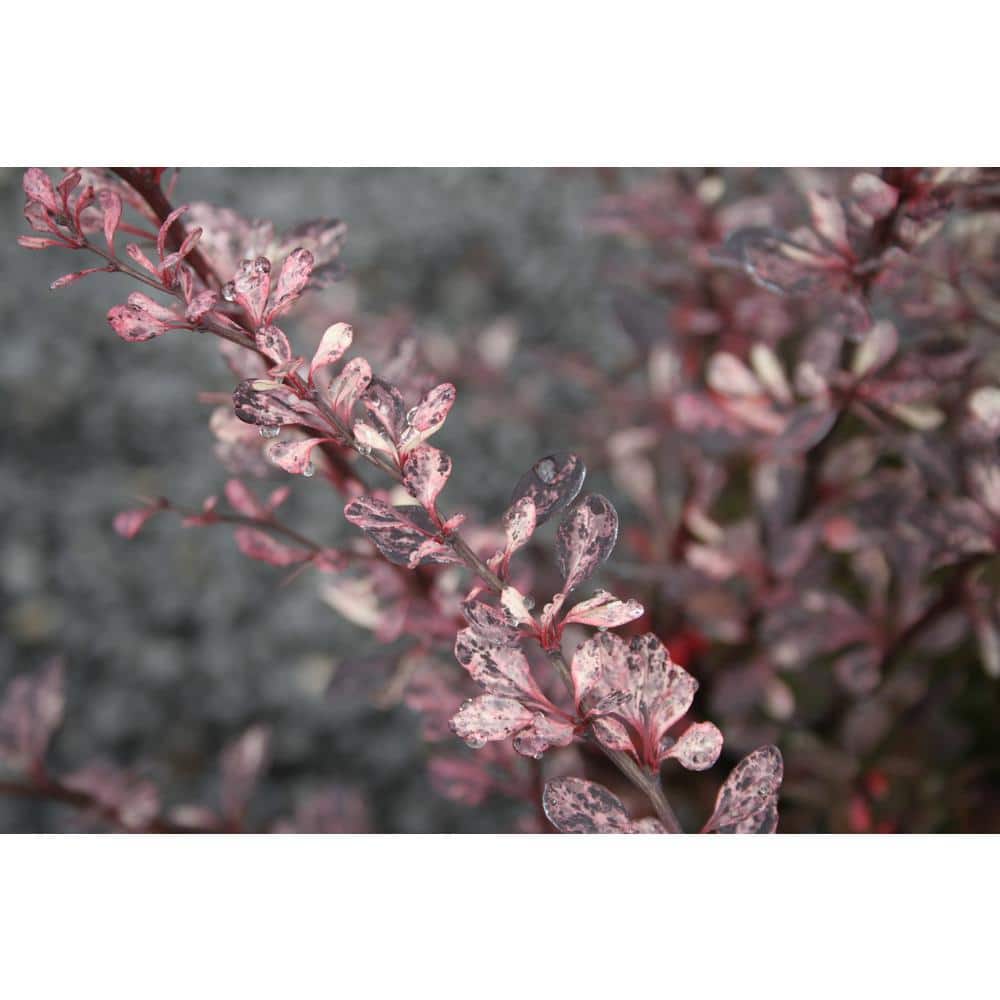 2.25 Gal. – Rose Glow Barberry Live Shrub with Deep Red, Purple Folliage and Pink Marbling - Hercitys
