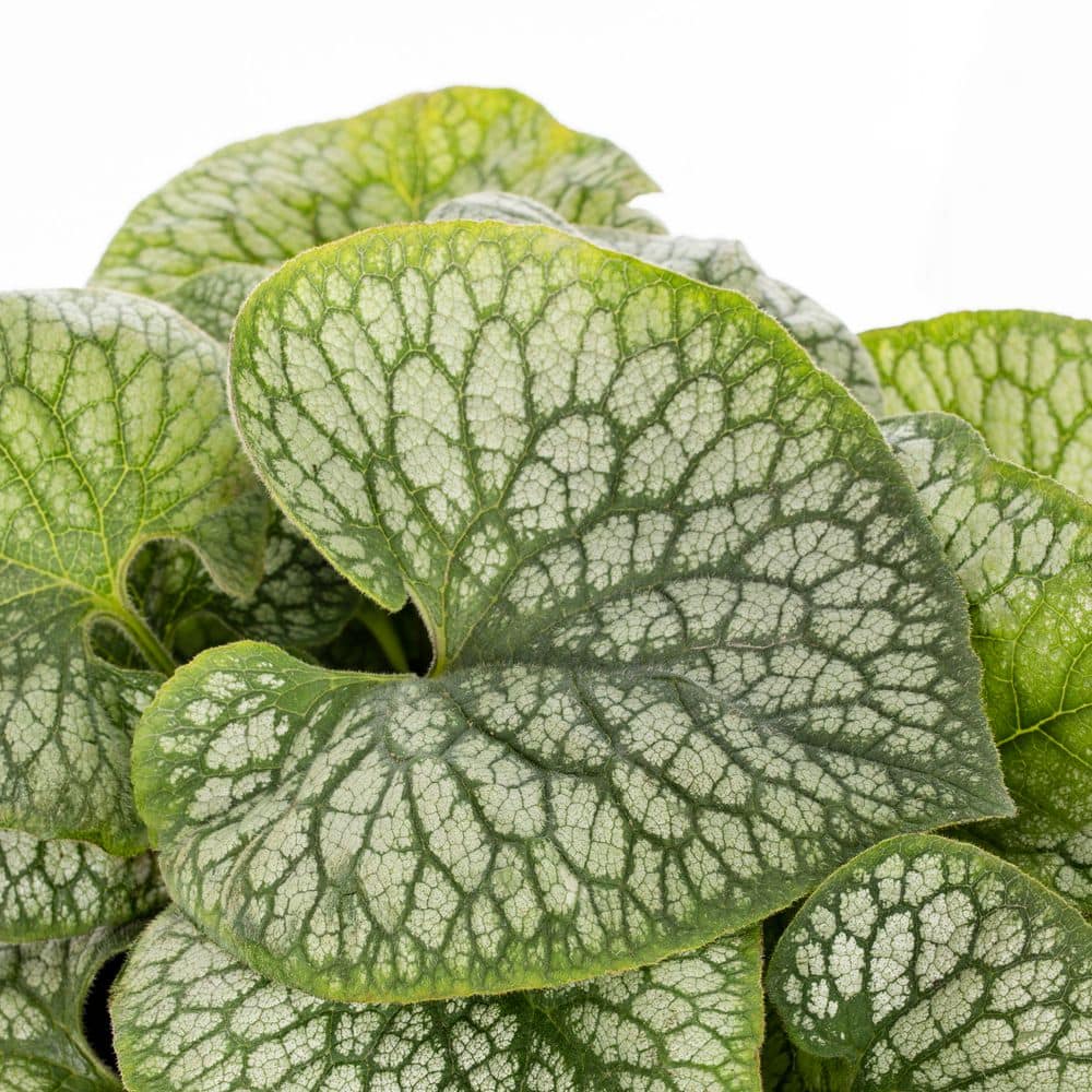 1 Qt. Brunnera Heart Leaf Jack of Diamonds Blue Perennial Plant (5-Pack) - Hercitys