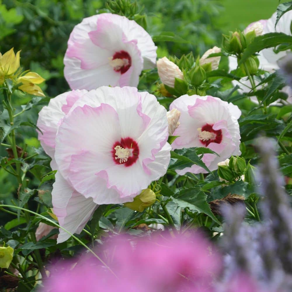 2 Gal. Summerific Ballet Slippers Rose Mallow (Hibiscus Hybrid) Live Perennial Plant with White Flowers - Hercitys