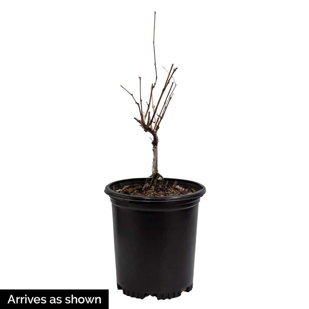 1 Gal. Pot, Petiolaris White Flowering Climbing Hydrangea Vine Deciduous Shrub (1-Pack) - Hercitys