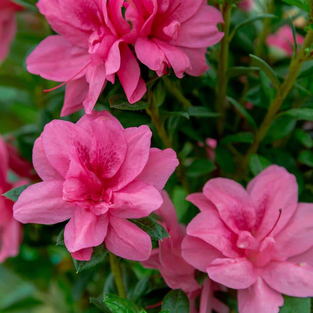 1 Gal. Autumn Empress Azalea Shrub with Semi-Double Pink Flowers - Hercitys