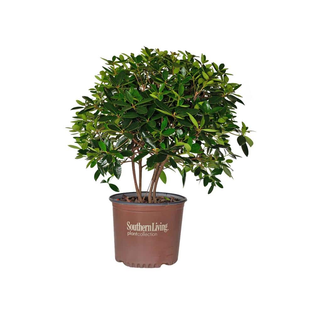 3 Gal. Bigfoot Cleyera – Live Fast Growing Evergreen Shrub, Glossy Foliage - Hercitys