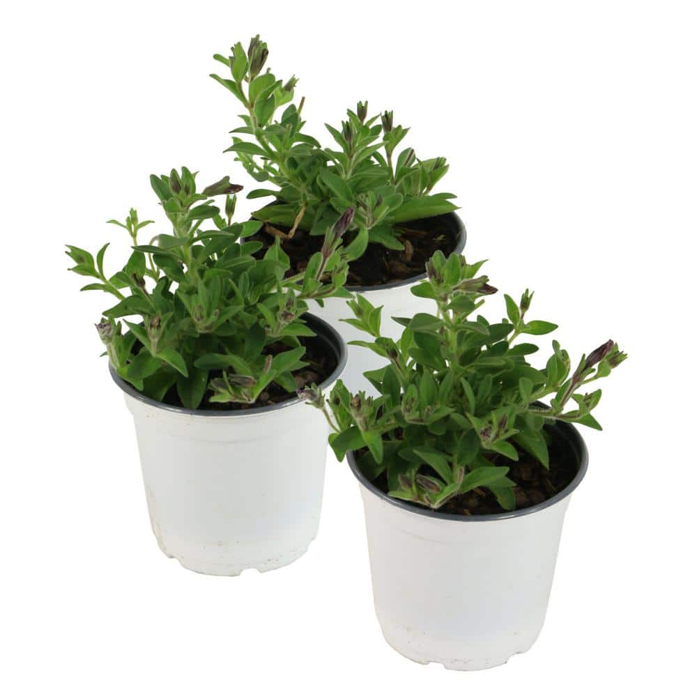 4 in. Purple Classic Wave Petunia Annual Plant with Purple Flowers (3-Pack) - Hercitys