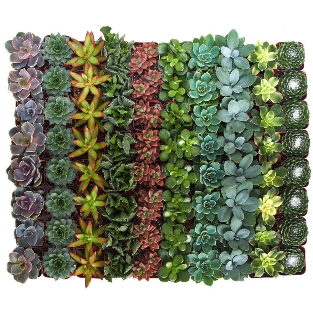 2 in. Assorted Succulent (Collection of 40) - Hercitys