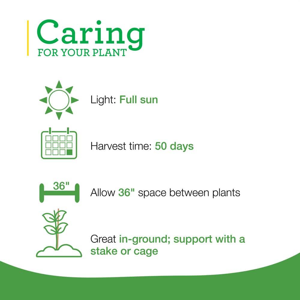 19 oz. Early Girl Tomato Plant (2-Pack) - Hercitys