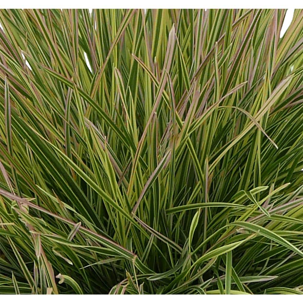2.5 qt. Perennial Grass Deschampsia Northern Lights (2-Pack) - Hercitys