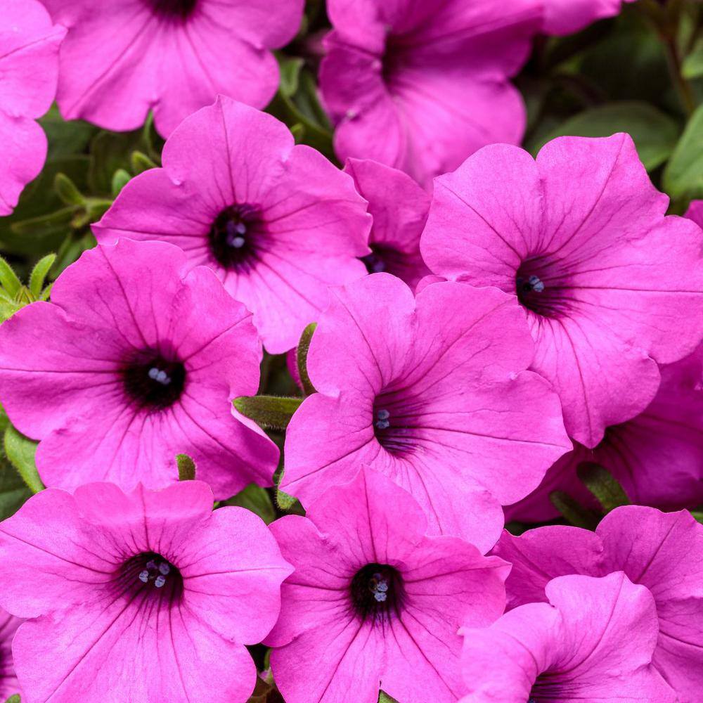 4.25 in. Eco+Grande, Supertunia Vista Jazzberry (Petunia) Live Plant, Purple Flowers (4-Pack) - Hercitys