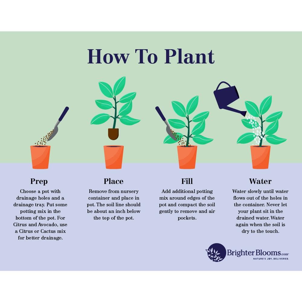 3 Gal. Arabica Coffee Shrub Plant - Hercitys