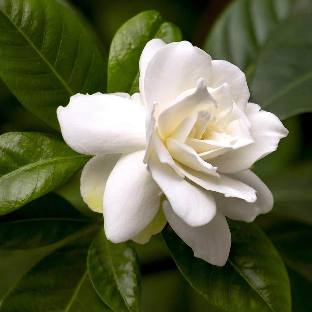 10 in. Braided Gardenia Plant in Grower Container-1 Piece - Hercitys