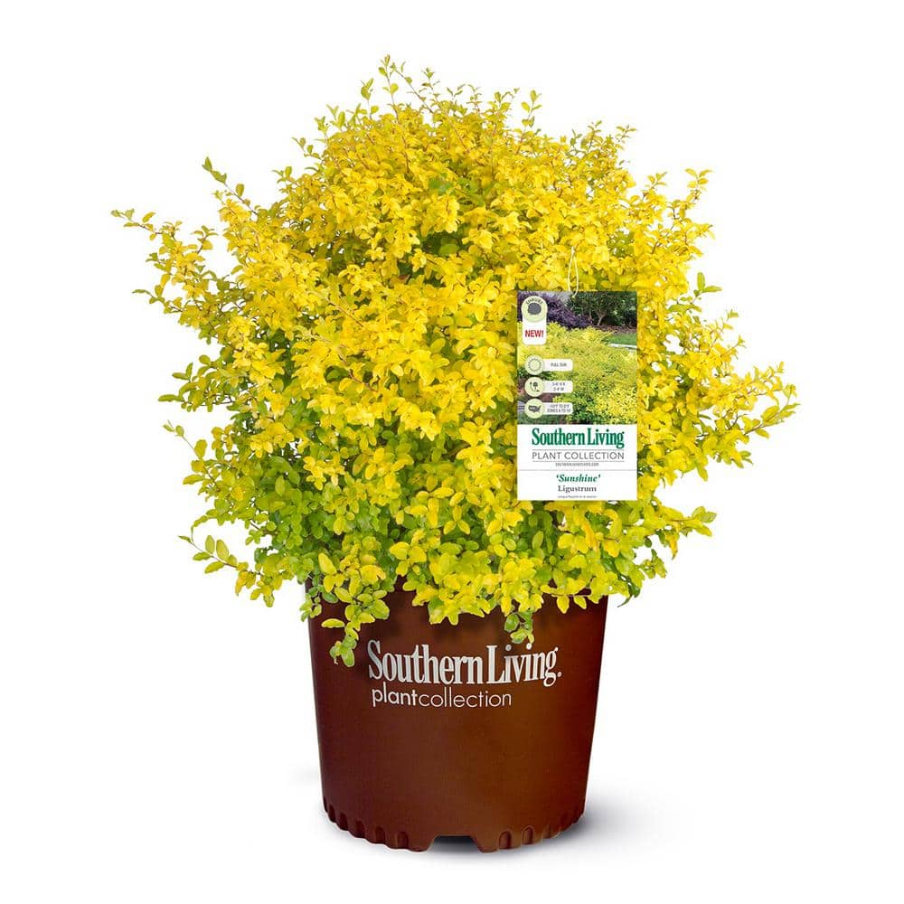 2 Gal. Sunshine Ligustrum Privet Shrub with Golden-Yellow Foliage - Hercitys