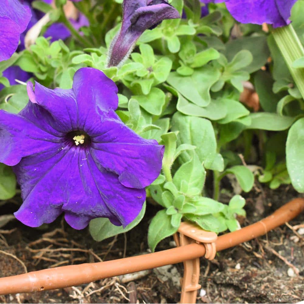 1/4 in. x 100 ft. Dripline with 6 in. Emitter Spacing - Hercitys