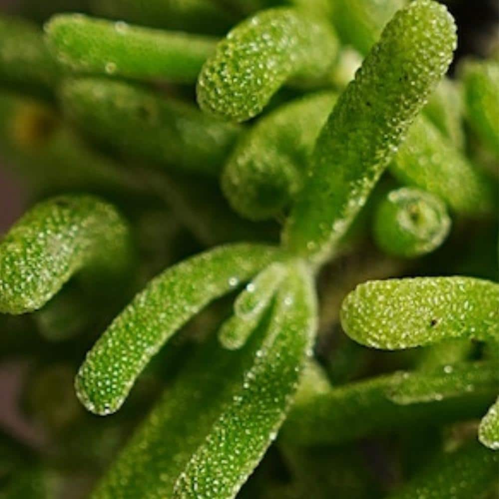 4 in. D x 3.5 in. H Non-Fragrant Pink Ice Plant with Pink Flowers (5-Pack) - Hercitys