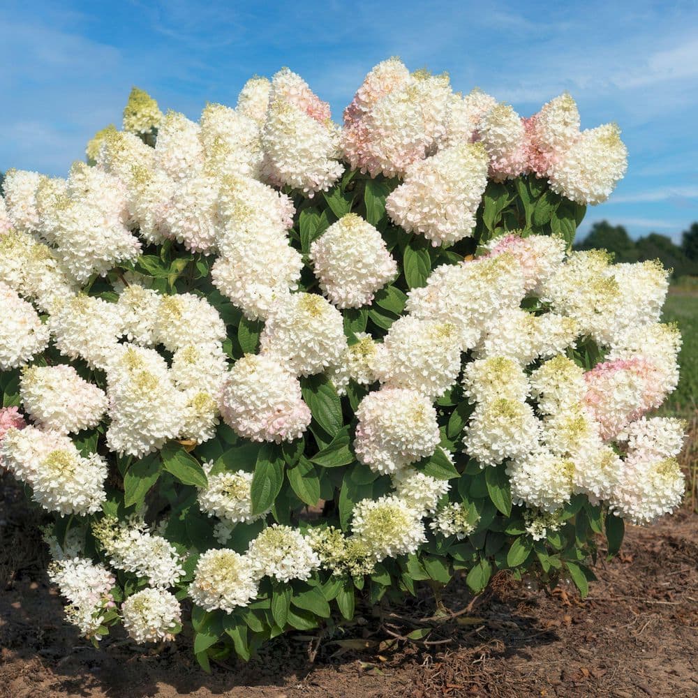 1 gal. Hydrangea Sweet Starlight Shrub with White and Pink Flowers - Hercitys