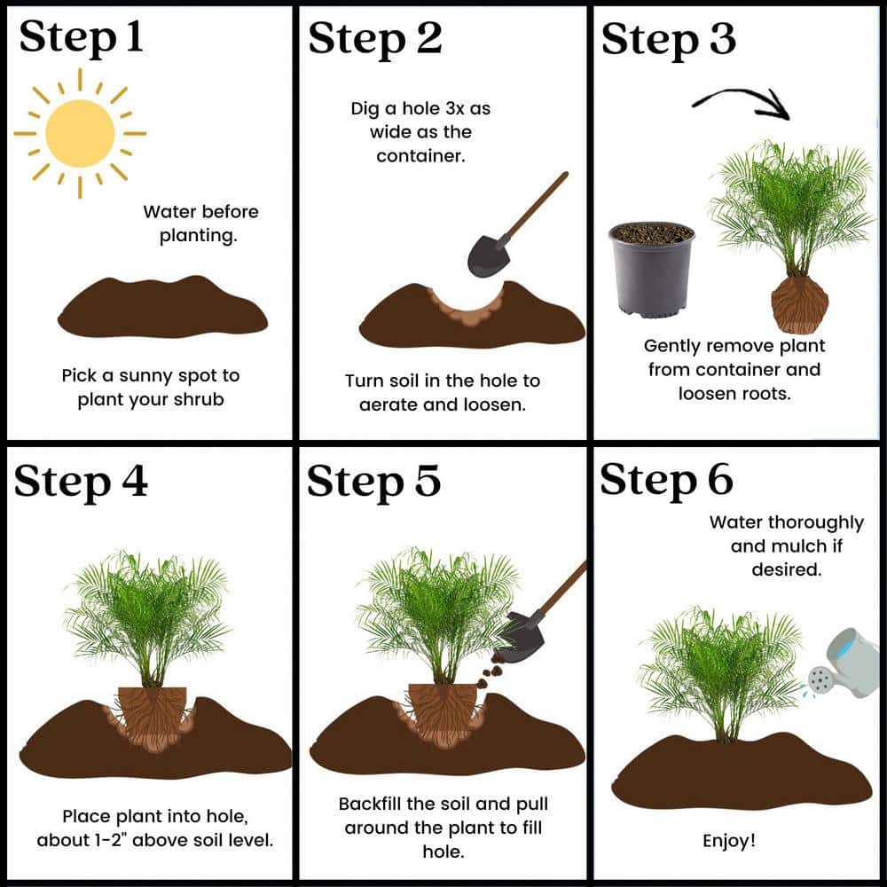 10 in. Roebellini Palm Tree with Long Rich Green Fronds - Hercitys