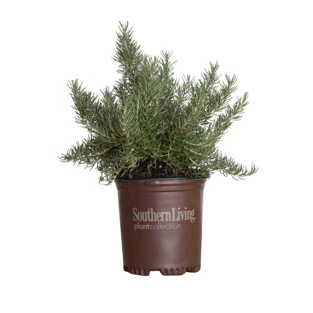 2.5 Qt. Chef’s Choice Rosemary – Live Potted Herb Plants - Hercitys