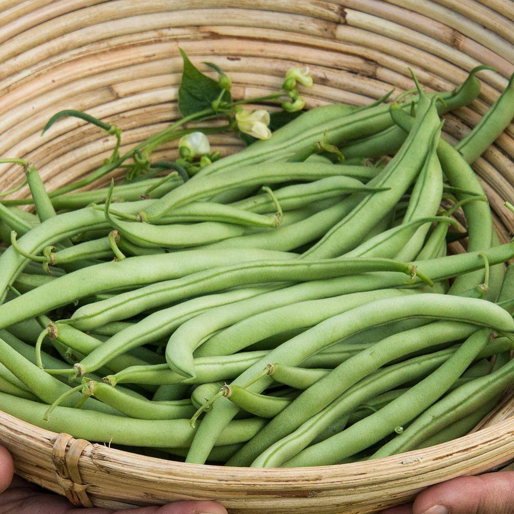 0.5 lb. Bush Bean Early Contender (Seed Packet) - Hercitys