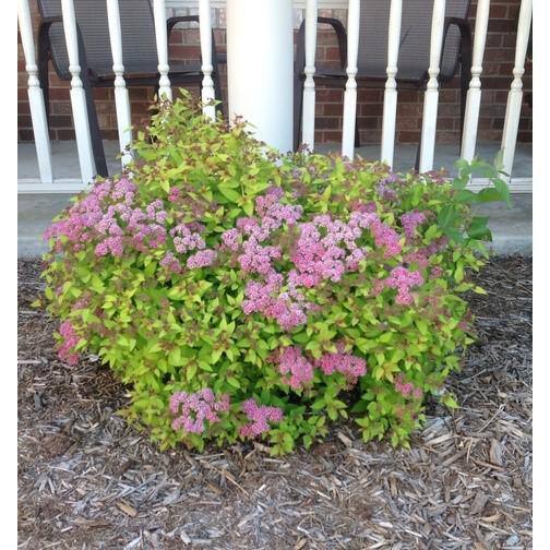 1 Gal. Anthony Waterer Spirea Shrub Huge Pyramidal Clusters of Rosepink Flowers, Dense Spreading Green Foliage - Hercitys