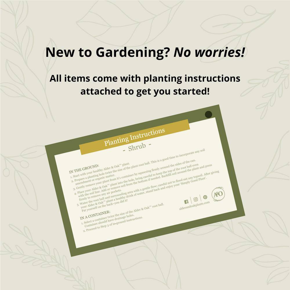 #5 Container Kramers Supreme Camellia Plant - Hercitys