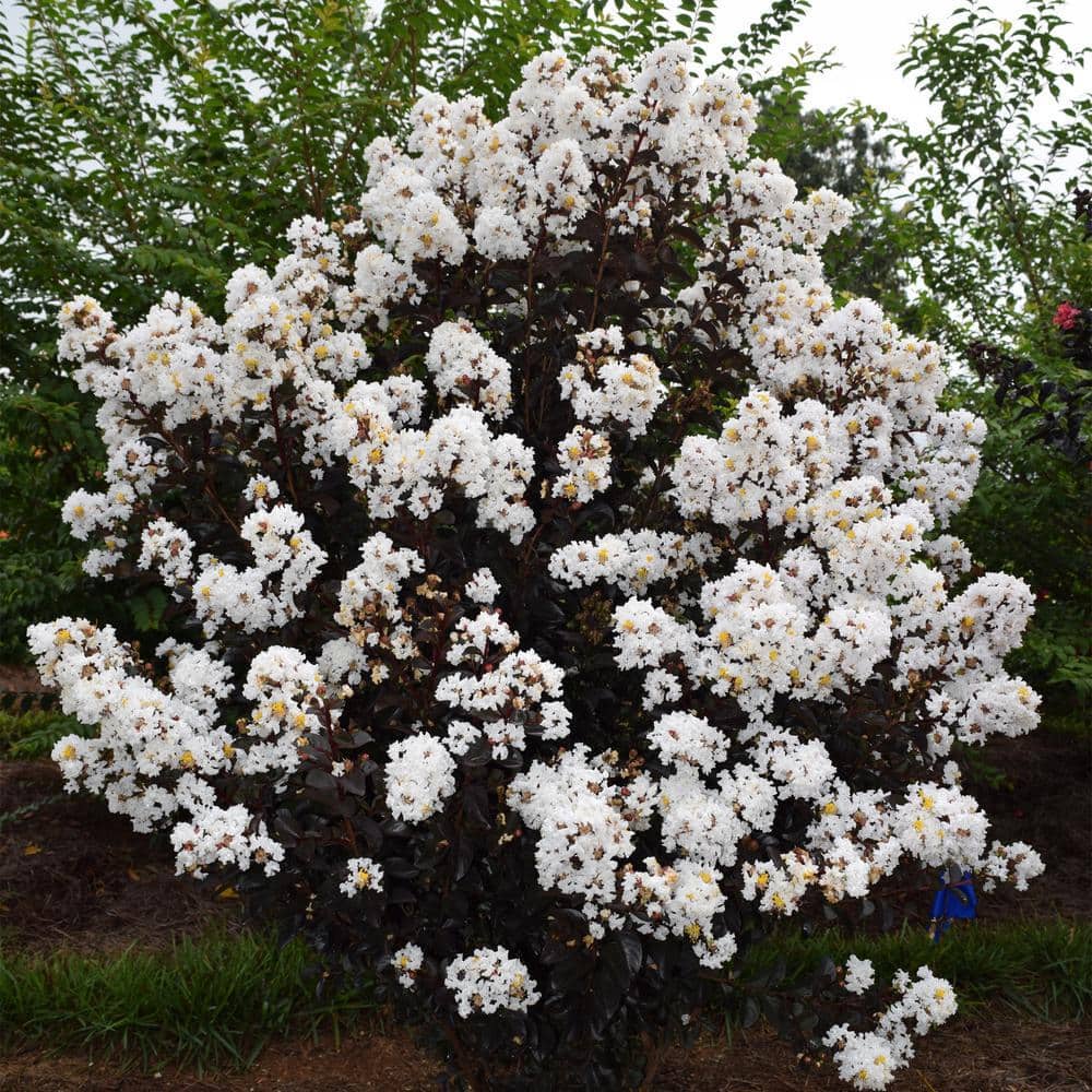 2 Gal. Lunar Magic Crape Myrtle Flowering Shrub with Dark Leaves and White Flowers - Hercitys