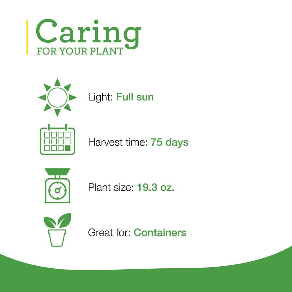 19 oz. Sweet Green Bell Pepper Plant (2-Pack) - Hercitys