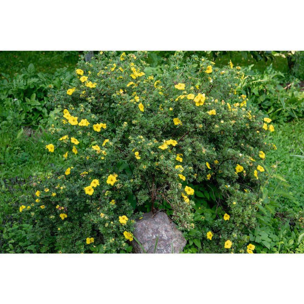 1 Gal. Gold Drop Potentilla Shrub Beautiful Dwarf Shrub Lights Up with Profuse Golden Blossoms - Hercitys