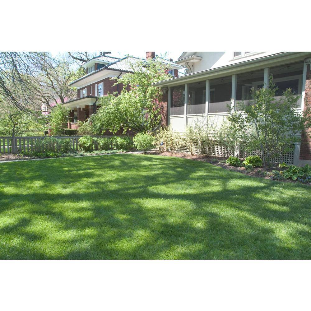 5 lbs. Shade Champ Grass Seed Mixture - Hercitys