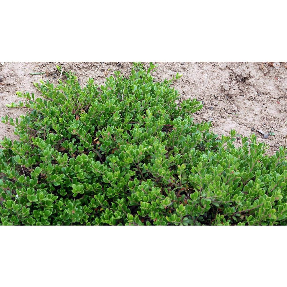 1 gal. Massachusetts Bearberry Kinnikinnick Shrub with Very Cold Hardy Bell Shaped Flowers and Red Berries (2-Pack) - Hercitys
