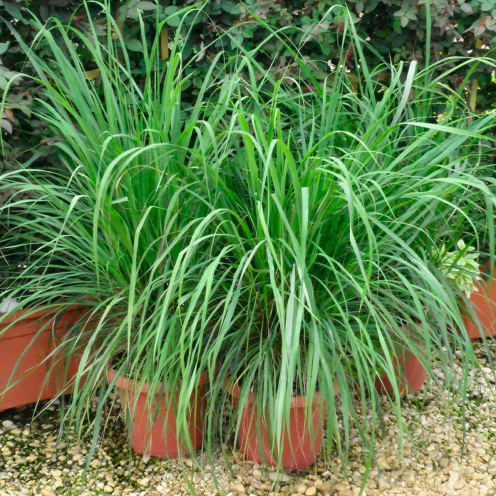 1 gal. Lemongrass Plant - Hercitys