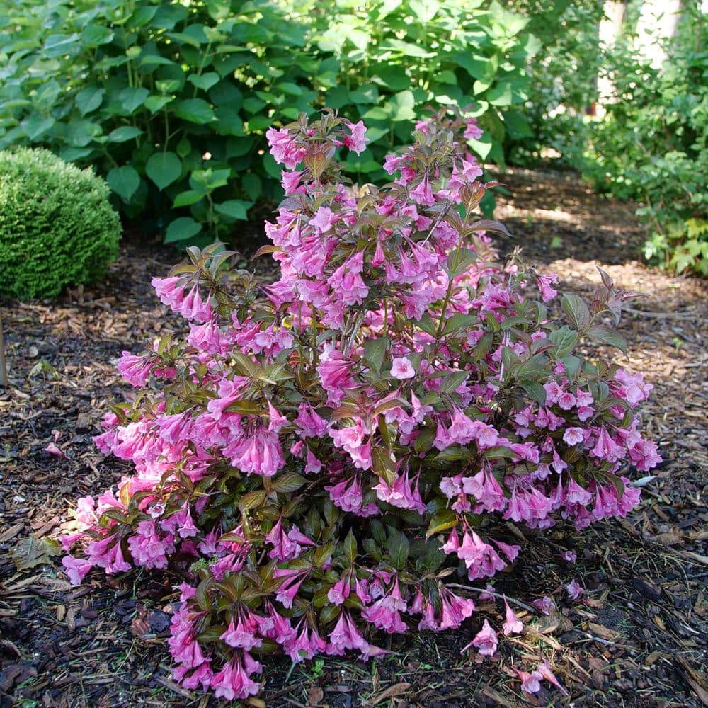 1 Gal. Sonic Bloom Wine Reblooming Weigela Flowering Shrub with Pink Flowers - Hercitys