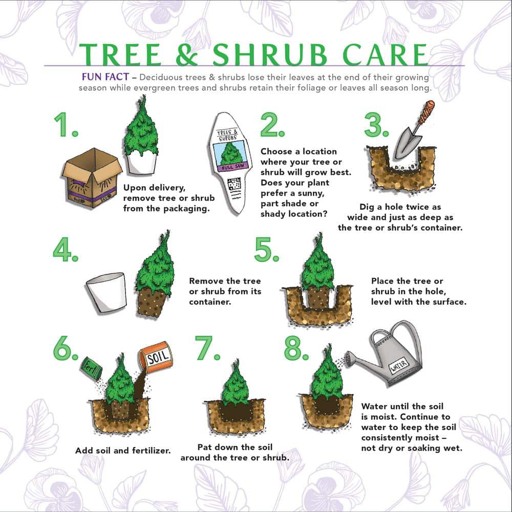 1 Gal. Pink Princess Brindabella Live Rose with Pink Flowers (1-Pack) - Hercitys