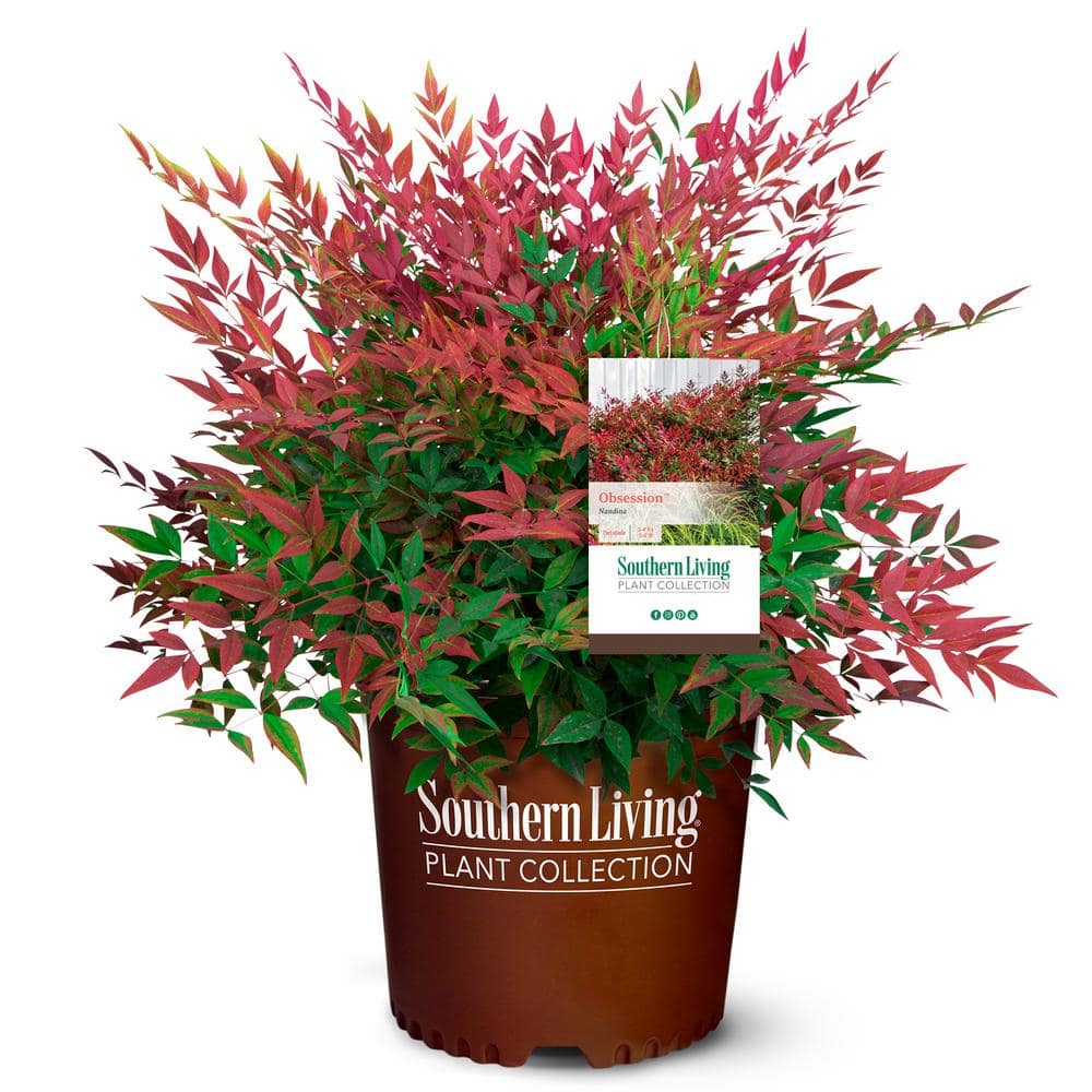 2 Gal. Obsession Nandina Shrub with Bright Red Foliage - Hercitys