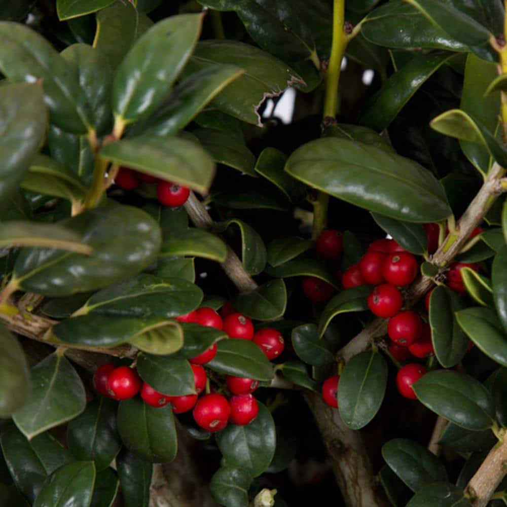 2.5 Qt. Dwarf Burford Holly (Ilex), Live Evergreen Shrub, Glossy Foliage with a Single Spin - Hercitys