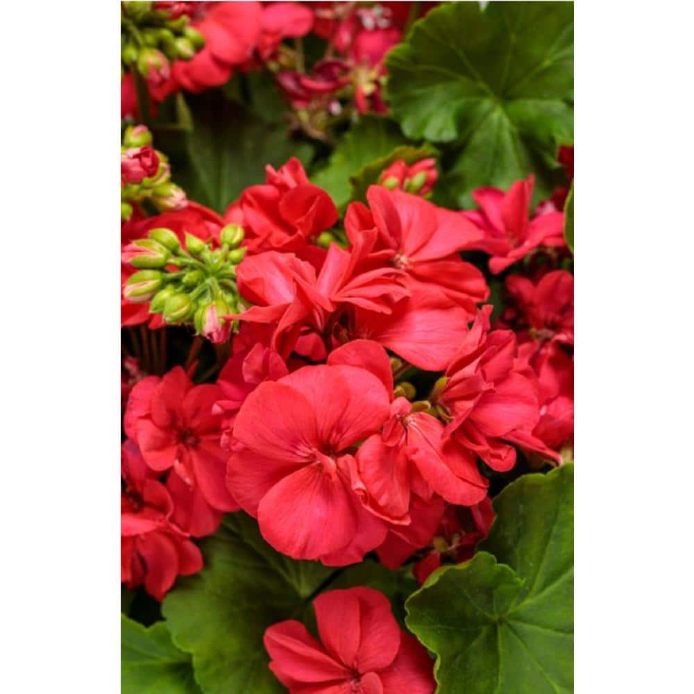 4.25 in. Eco+Grande Boldly Coral Geranium (Pelargonium) Live Plant, Pink Flowers (4-Pack) - Hercitys