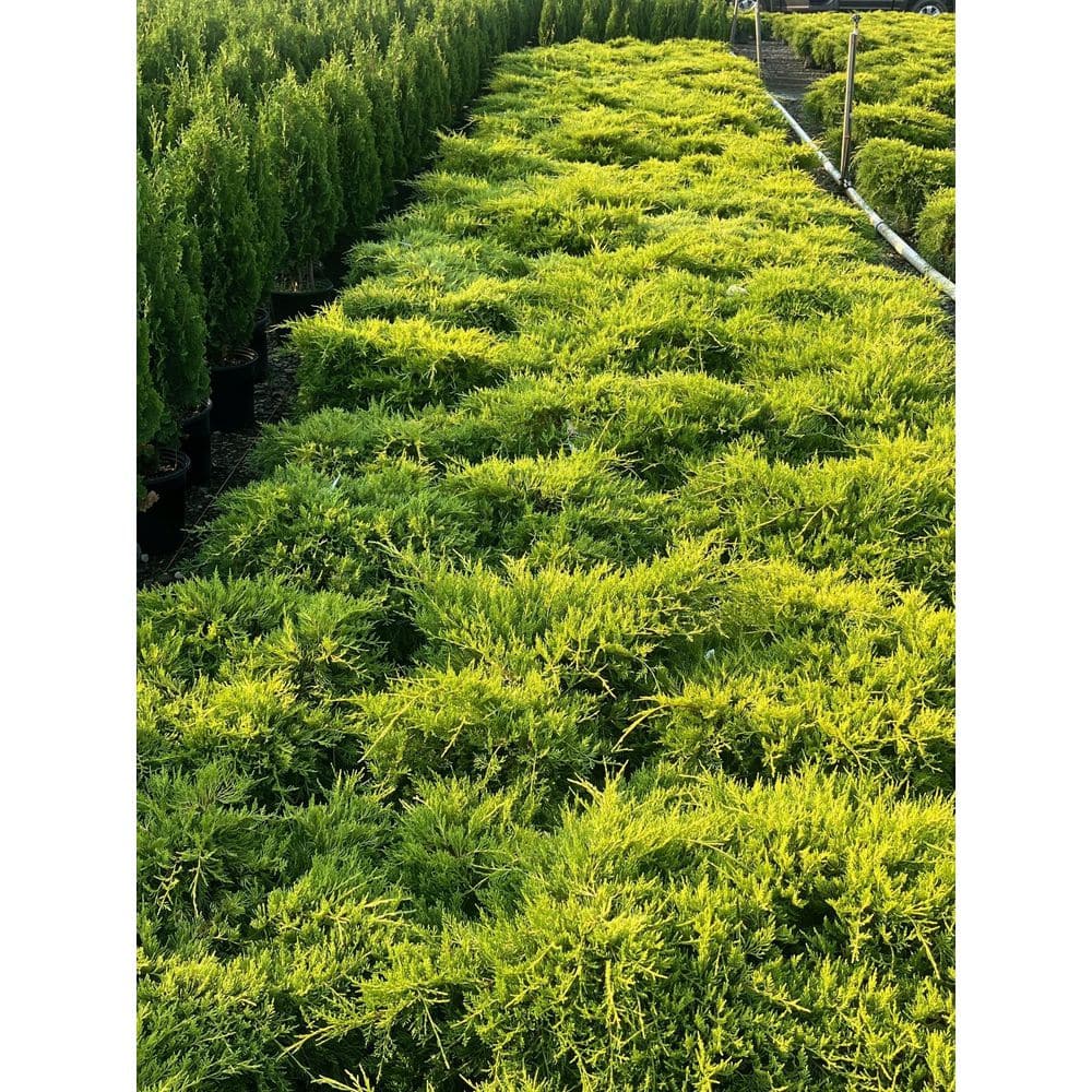 2.5 Qt. Old Gold Juniper Live Shrub with Golden Foliage - Hercitys