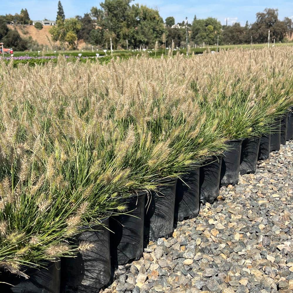 1 Container-Little Bunny Dwarf Fountain Grass Plant - Hercitys