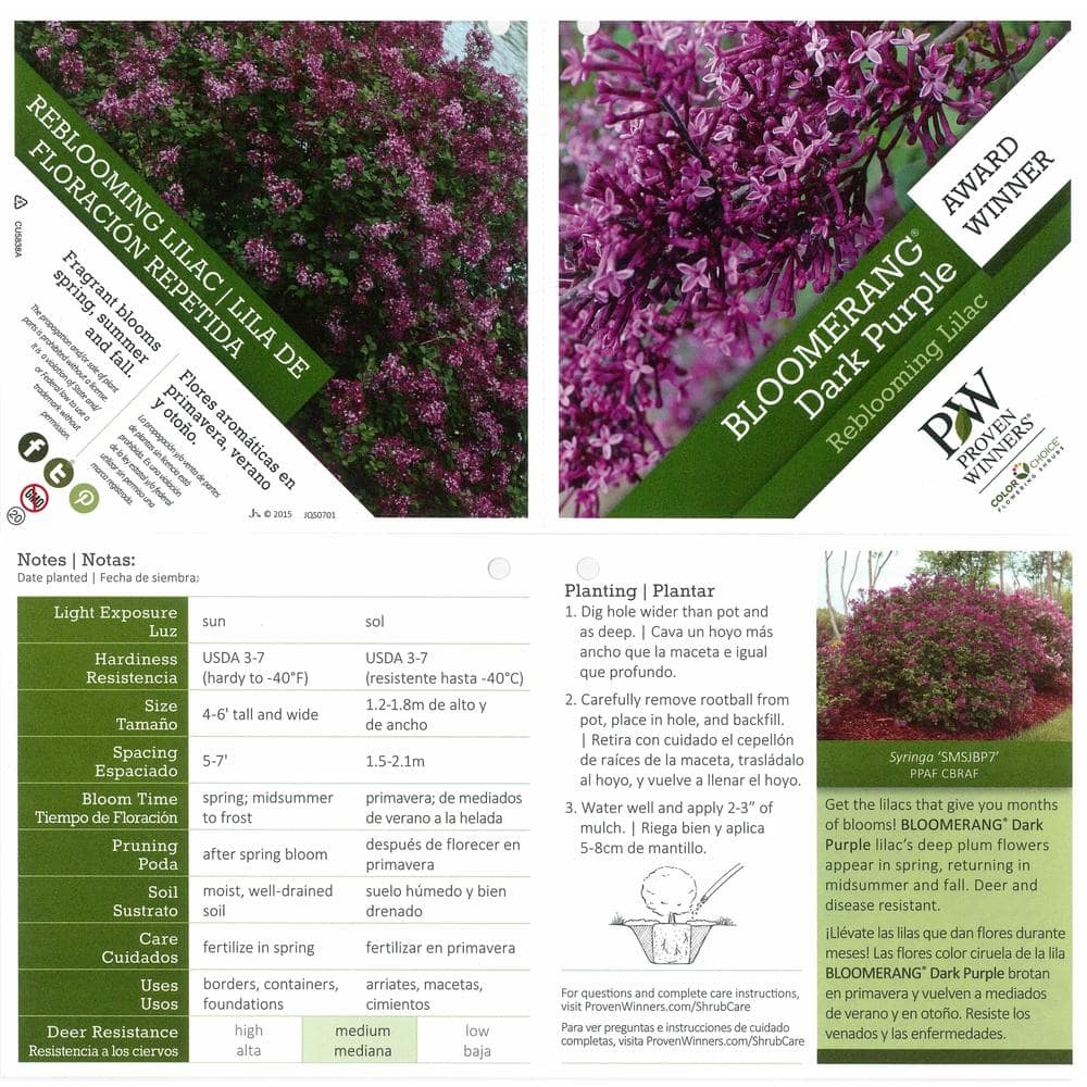 1 Gal. Bloomerang Dark Purple Reblooming Lilac (Syringa) Live Shrub, Purple Flowers - Hercitys
