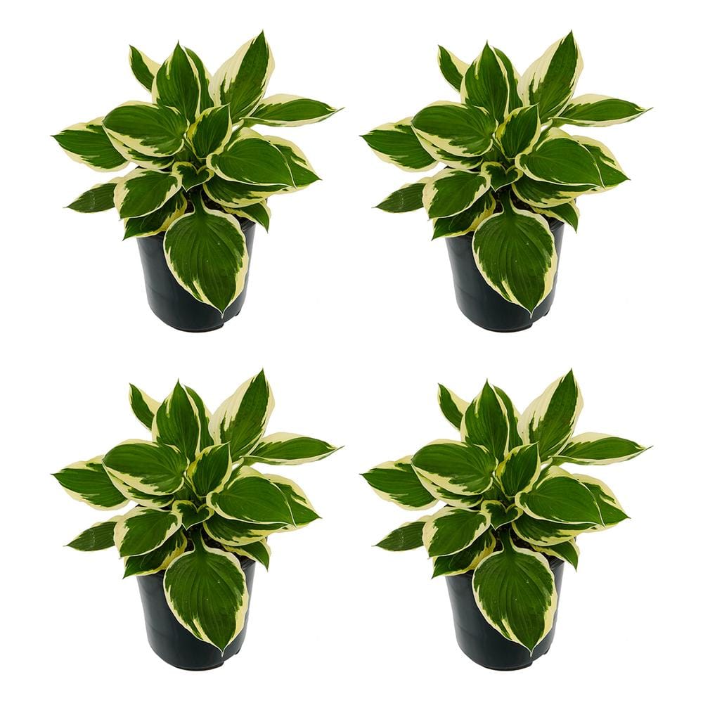2.5 qt. Perennial Hosta Patriot (4-Pack) - Hercitys