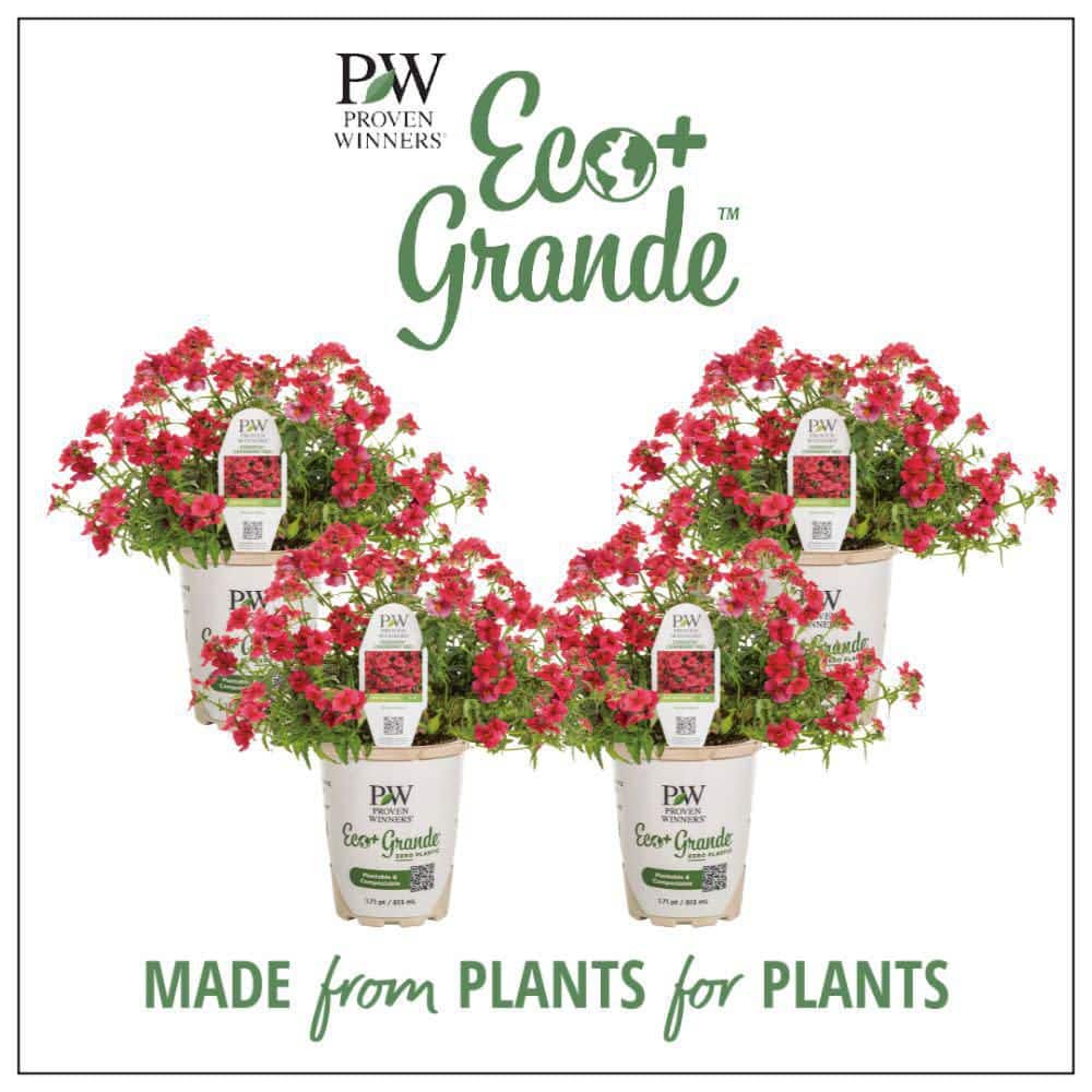 4.25 in. Eco+ Grande Sunsatia Cranberry Red Nemesia (Hybrid) Live Annual Plant with Red Flowers 4-Pack - Hercitys