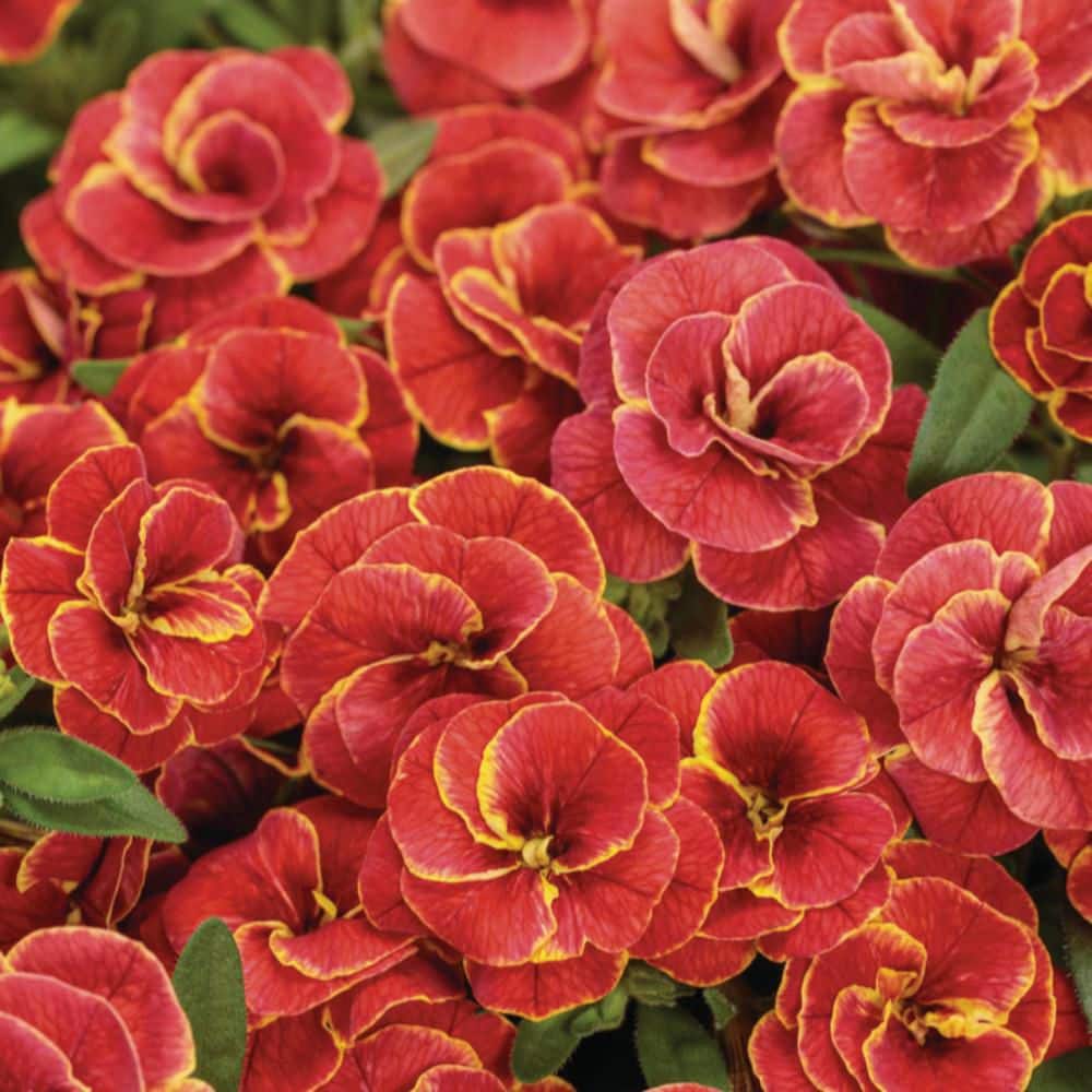 4.25 in. Eco+ Grande Superbells Double Redstone (Calibrachoa hybrid) Live Annual Plant with Red Flowers 4-Pack - Hercitys