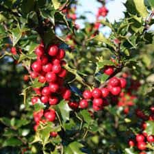 1 Gal. Red Beauty Holly Shrub Symmetrical Grower with Rich Glossy Leaves and Abundant Bright Red Berries - Hercitys