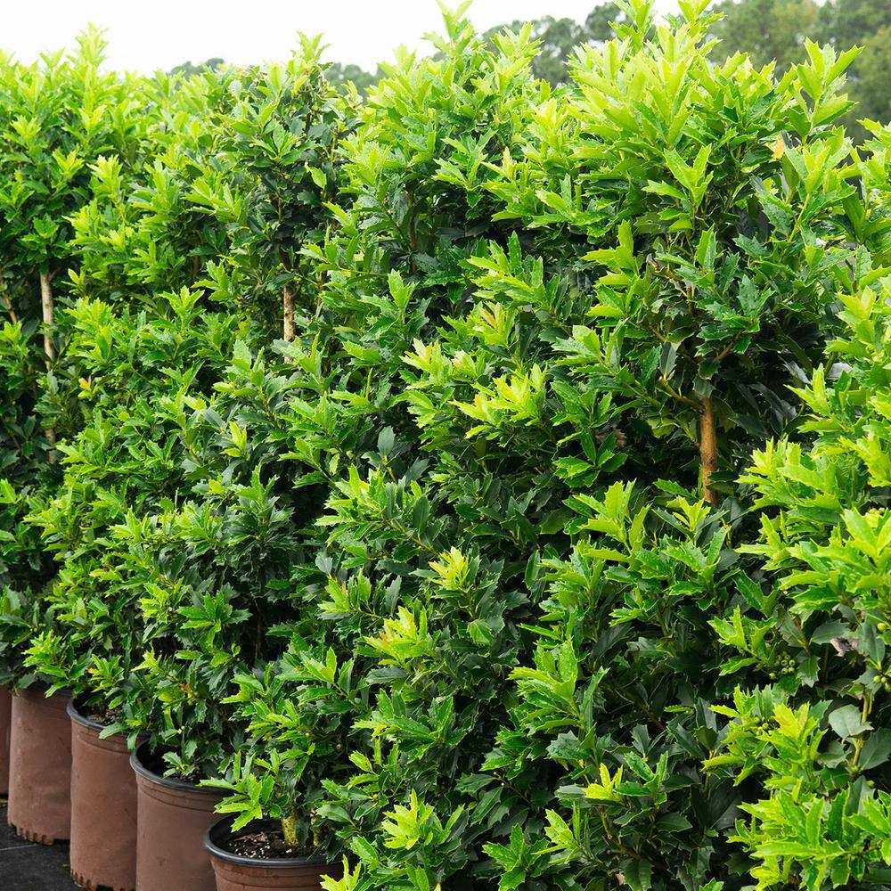 1 Gal. Oak Leaf Holly in Grower’s Pot, Bright Red Fall Berries - Hercitys