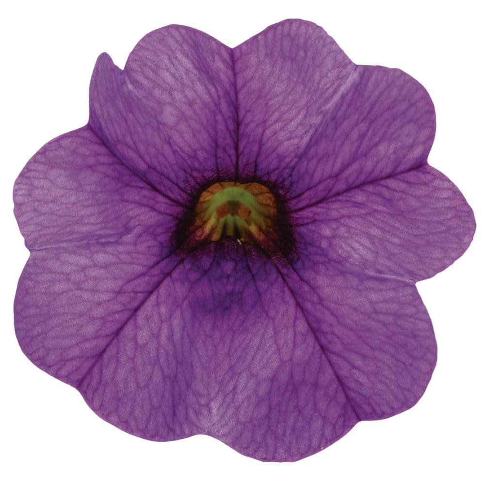 4.25 in. Eco+ Grande Superbells Blue (Calibrachoa hybrid) Live Annual Plant with Blue Flowers 4-Pack - Hercitys