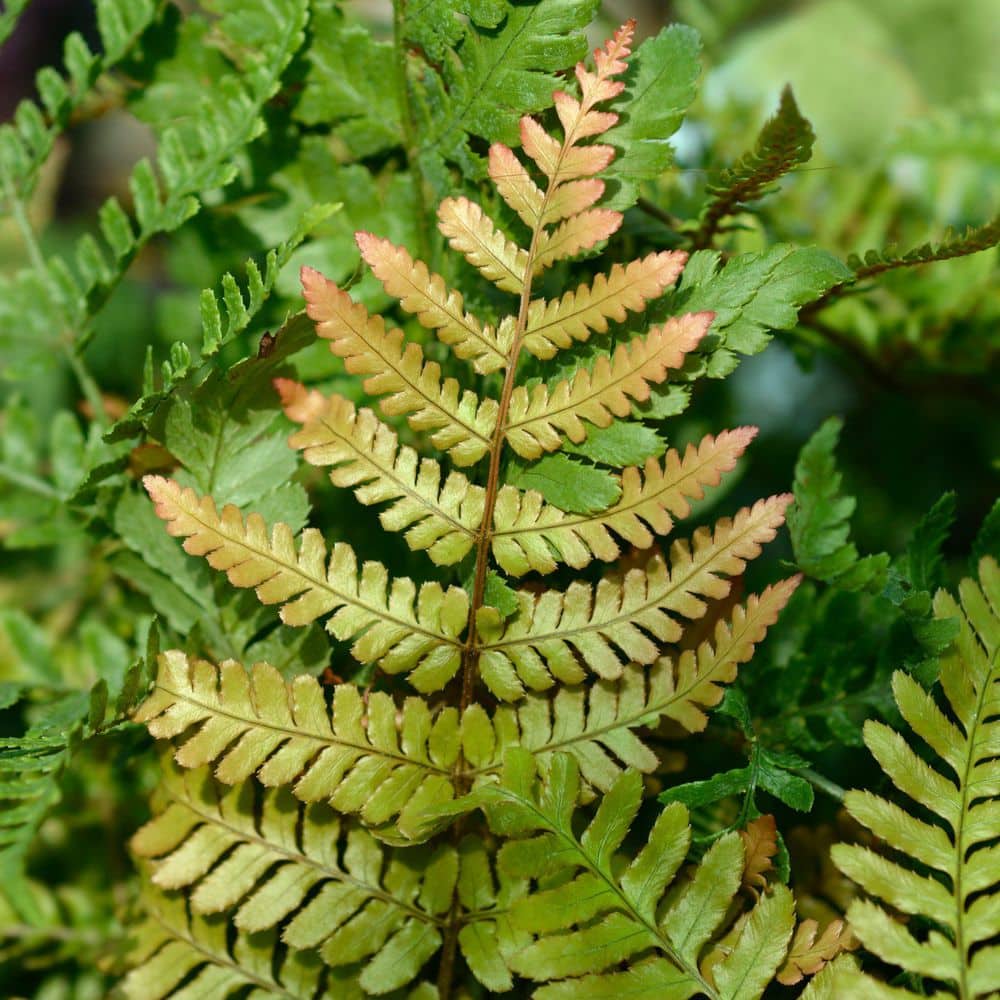 1 gal. Autumn Fern Plant - Hercitys
