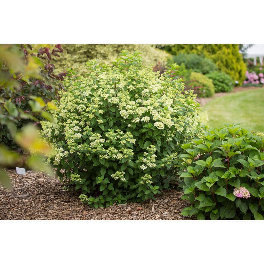 1 Gal. Strawberry Sundae Hydrangea Flowering Shrub with White to Pink Flowers - Hercitys