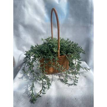 5 in. Senecio Peregrinus with White Flowers, Indoor Succulent Plants in Round Grower Hanging Pot - Hercitys